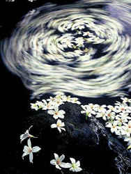 水中桐